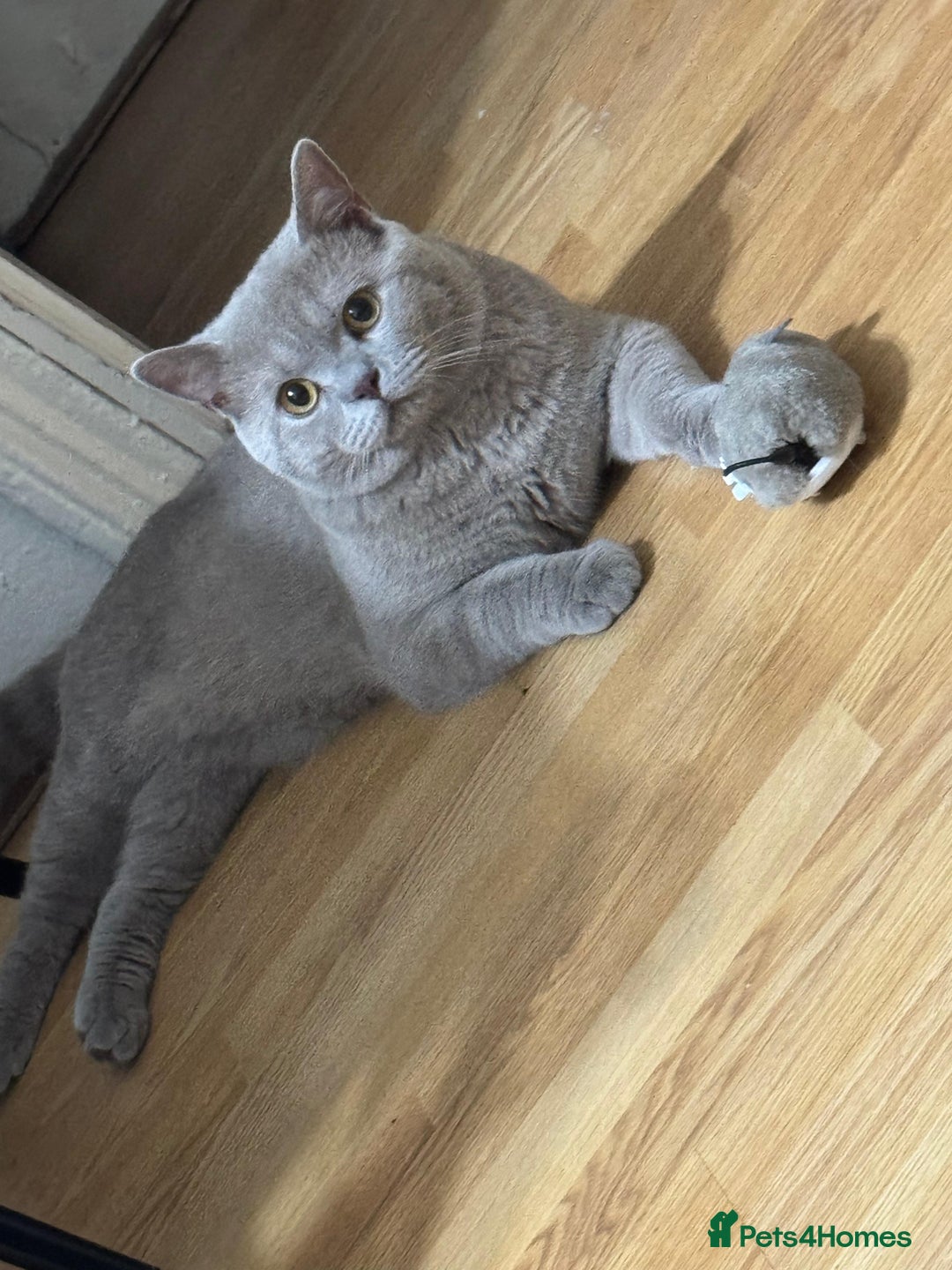 British Shorthair cats for sale: Male Leo  - Image 1