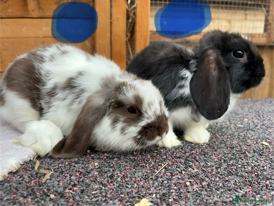 Mini Lop rabbits for sale: Male baby rabbits ready to go now  - Image 7