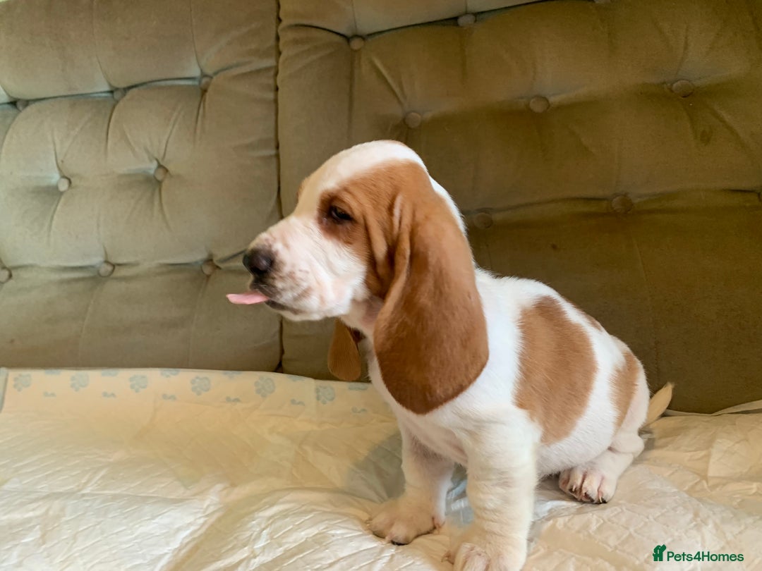 Basset Hound dogs for sale: Basset Hound Puppies - Image 10