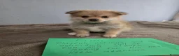 Mixed Breed dogs for sale: 7 Yorkie/pomeranian  puppies - Advert 3