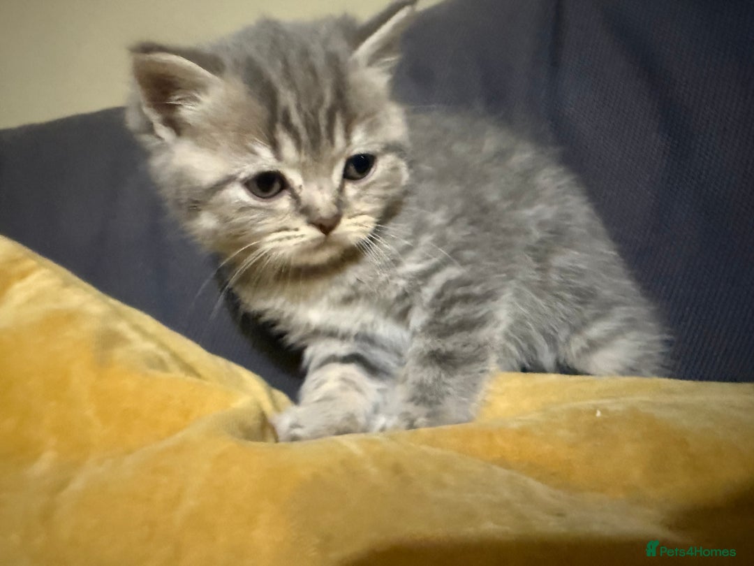 Scottish Fold cats for sale: Beautiful Scottish straight cross British shorts😍 - Image 9