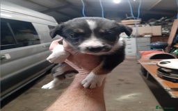 Border Collie dogs for sale: Border collie dog pup for sale  - Image 1