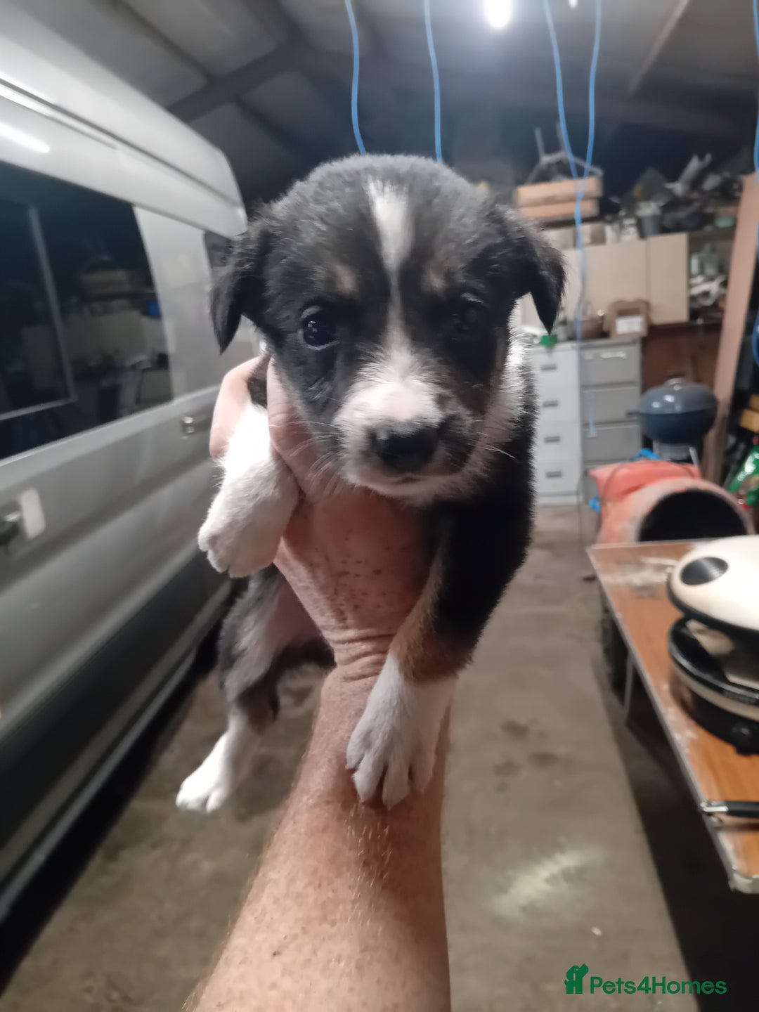 Border Collie dogs for sale: Border collie dog pup for sale  - Image 1