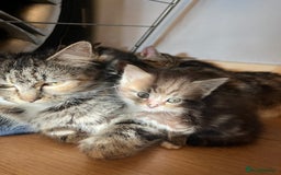 Mixed Breed cats for sale: Adorable kittens  - Image 1