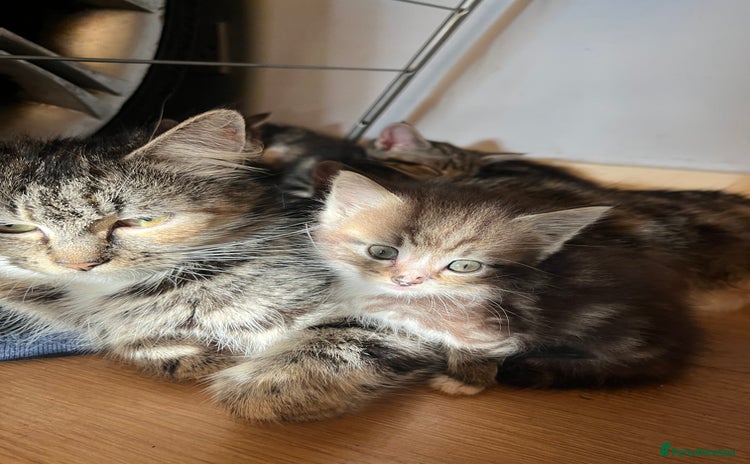 Mixed Breed cats - Advert 6