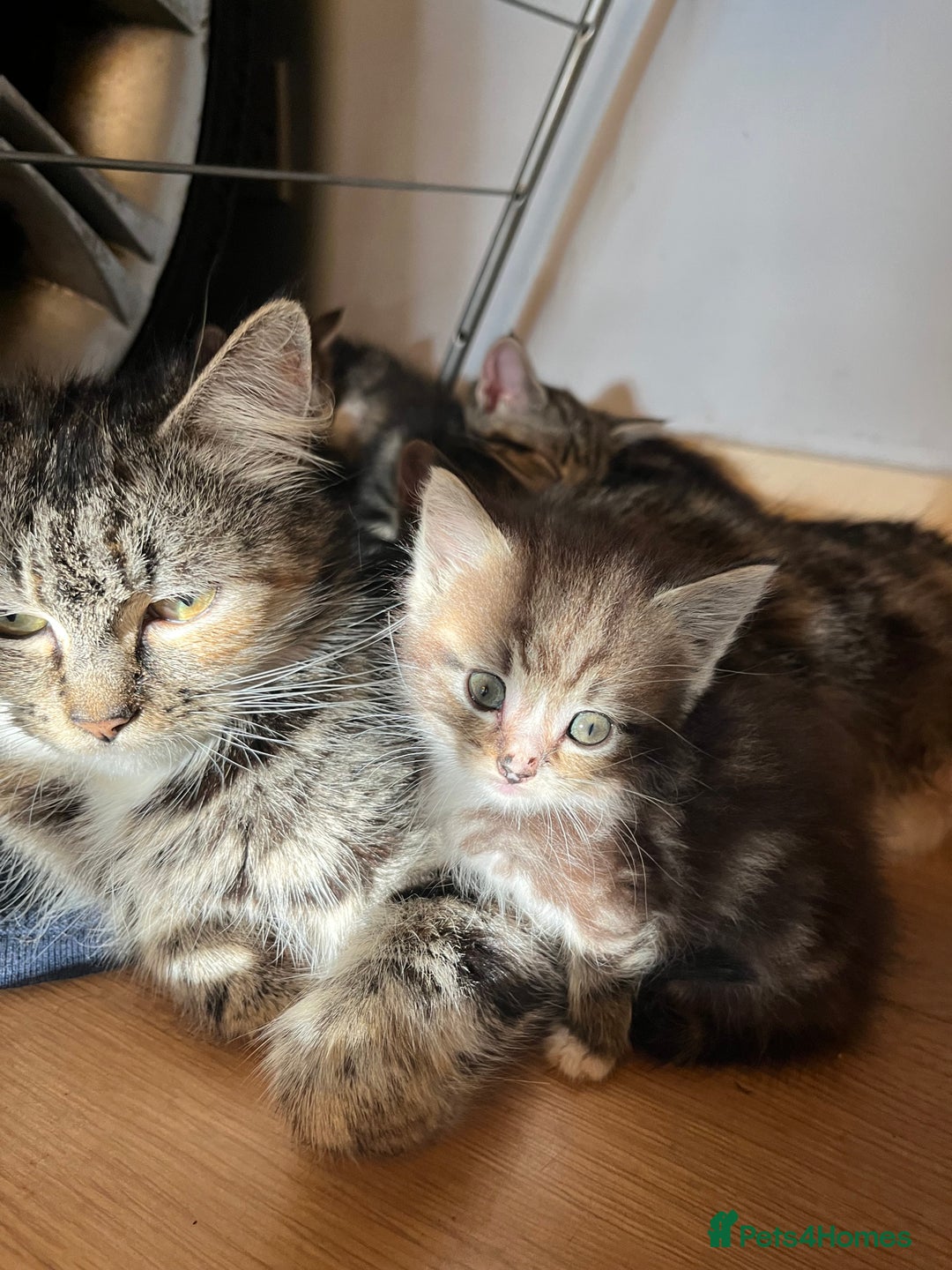 Mixed Breed cats for sale: Adorable kittens  - Image 1