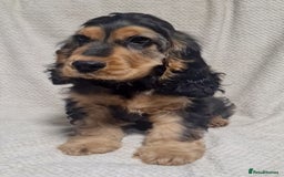 Cocker Spaniel dogs for sale: Gorgeous Show Type Cocker Spaniel Boy - Fully Vacc - Image 1