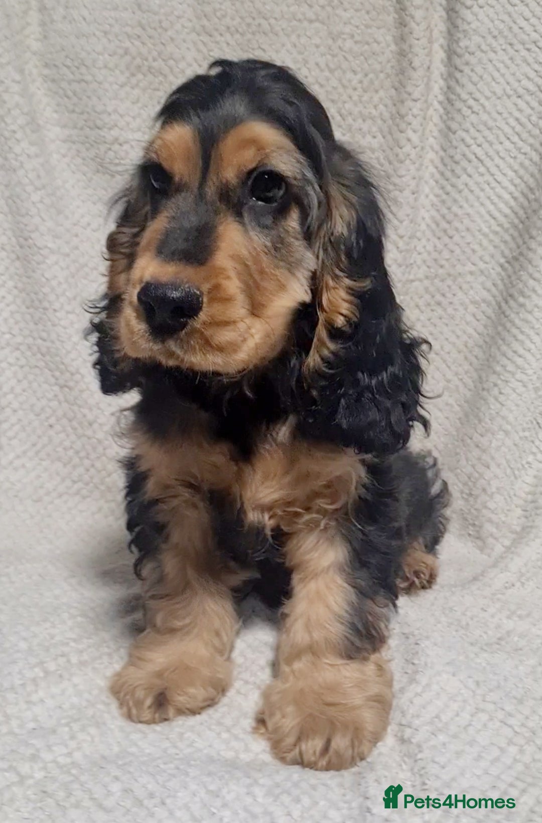 Cocker Spaniel dogs for sale: Gorgeous Show Type Cocker Spaniel Boy - Fully Vacc - Image 1