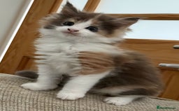 Maine Coon cats for sale: Maine Coon Kittens purebred – Reserve Now - Image 38