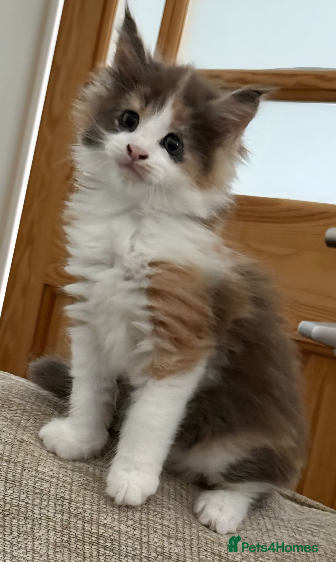Maine Coon cats for sale: Maine Coon Kittens purebred – Reserve Now - Image 38