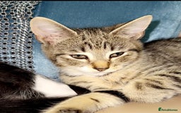 Mixed Breed cats for sale: 5 gorgeous tabby/Mixed breed kittens for sale🐾 - Image 8