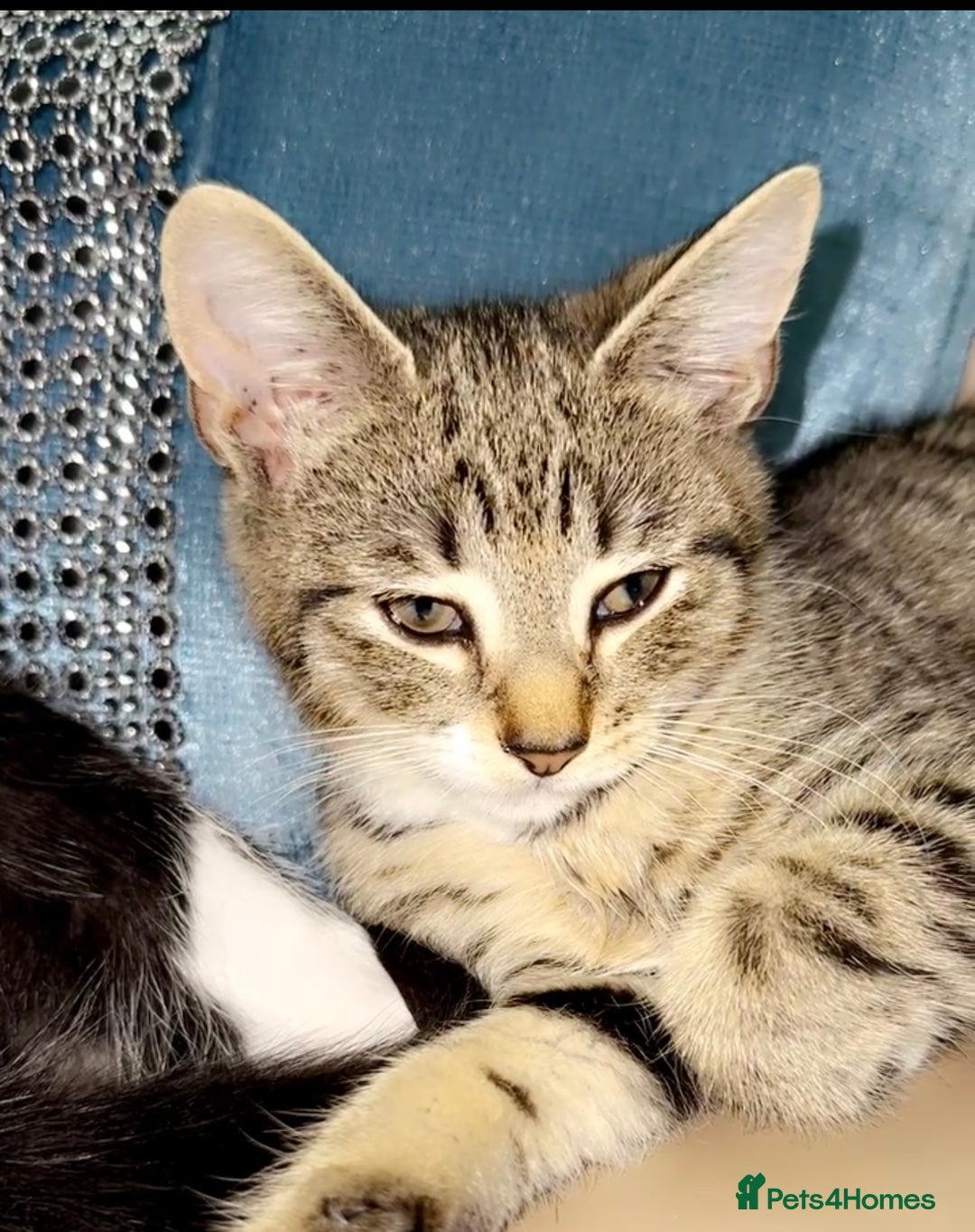 Mixed Breed cats for sale: 5 gorgeous tabby/Mixed breed kittens for sale🐾 - Image 8
