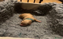 Mixed Breed dogs for sale: 👑 Superb Rare Health Teated Cockadoodledoo Pups - Image 8