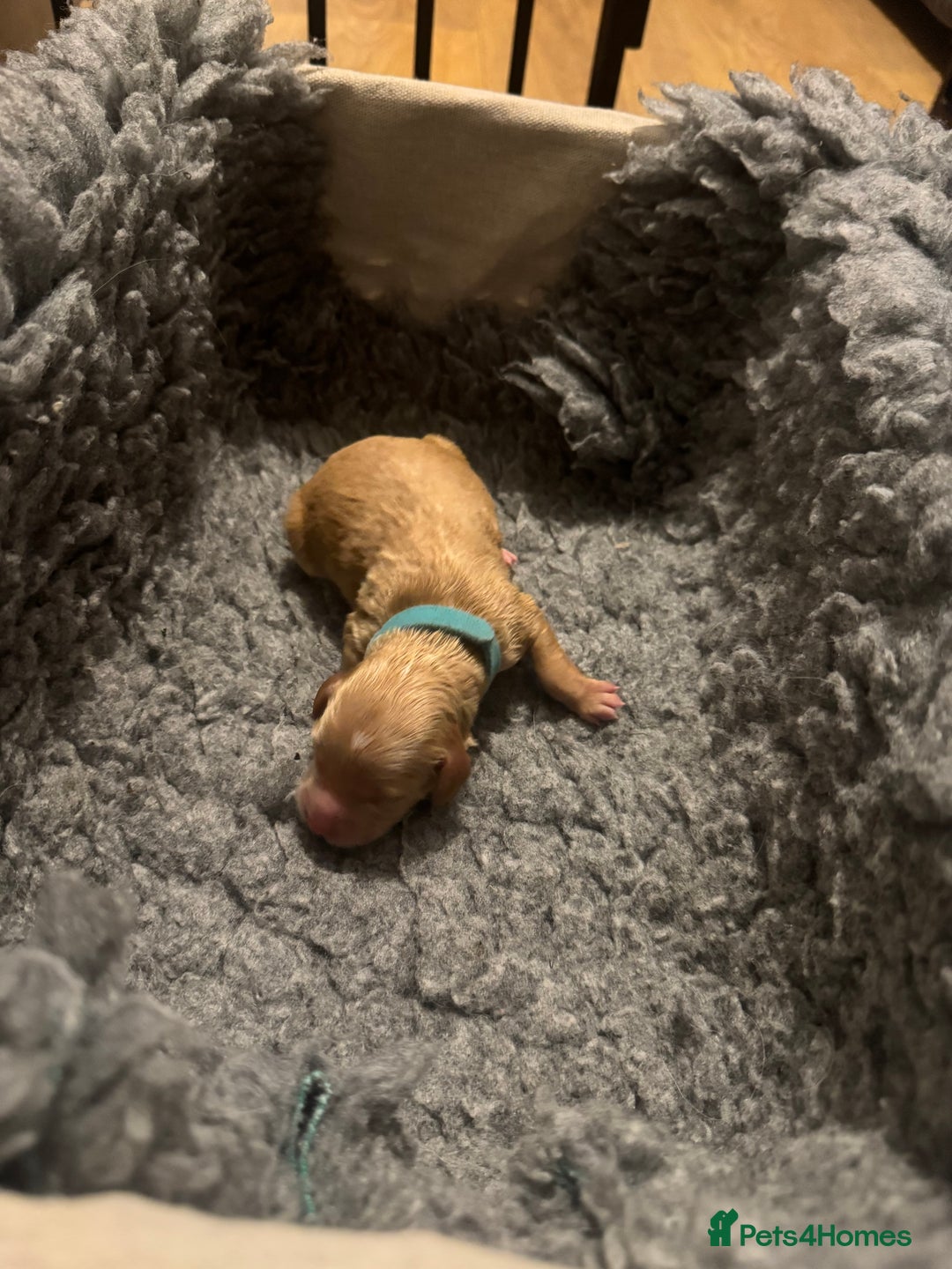 Mixed Breed dogs for sale: 👑 Superb Rare Health Teated Cockadoodledoo Pups - Image 8