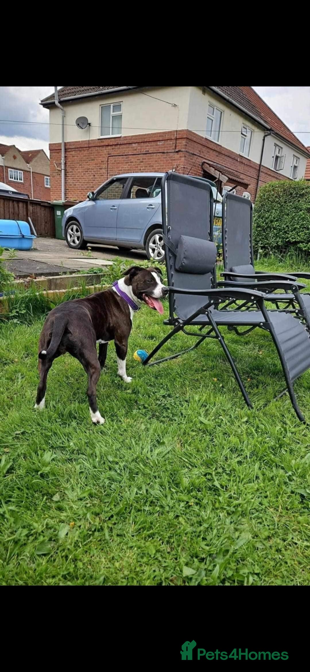 Mixed Breed dogs for sale: Dog for Adoption - Advert 2