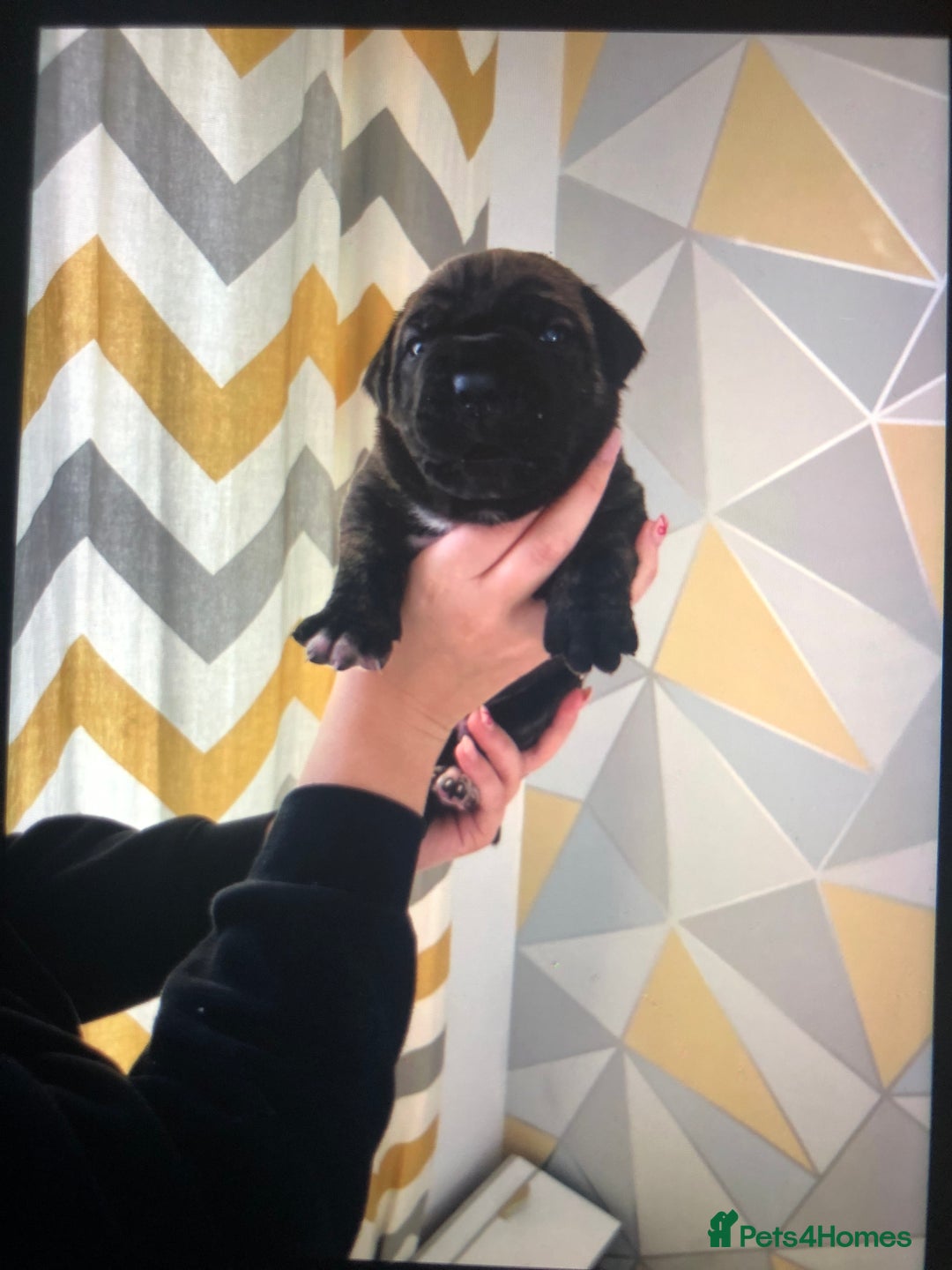 Cane Corso dogs for sale: Purebred Italian Cane Corso puppies - Advert 6