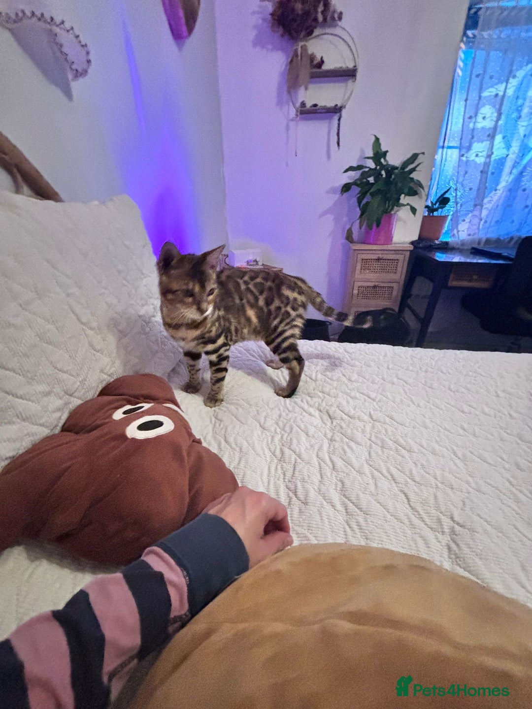 Bengal cats for sale: Male bengal kitten - Image 8