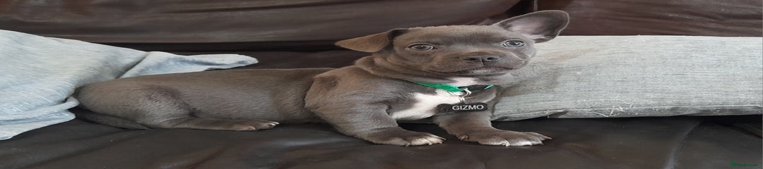 Gizmo