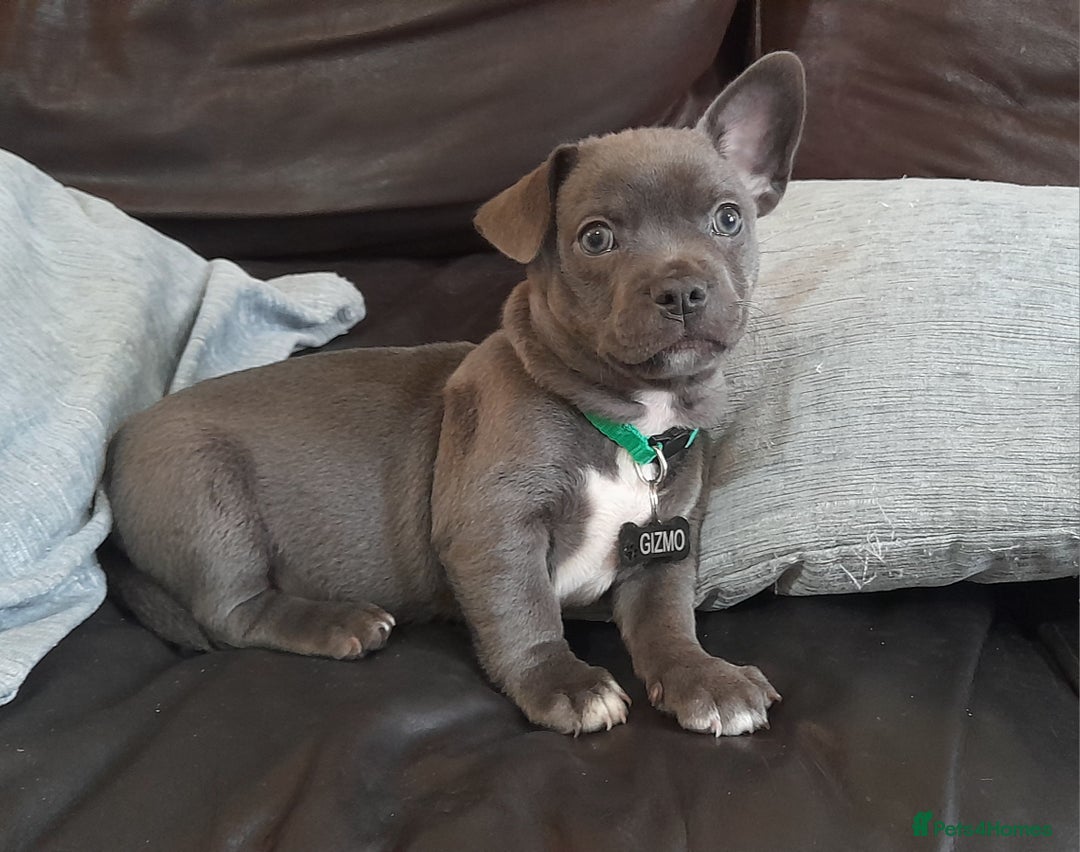 Mixed Breed dogs for sale: 🐶 Lovely Frenchie x Chihuahua Puppies - Image 4