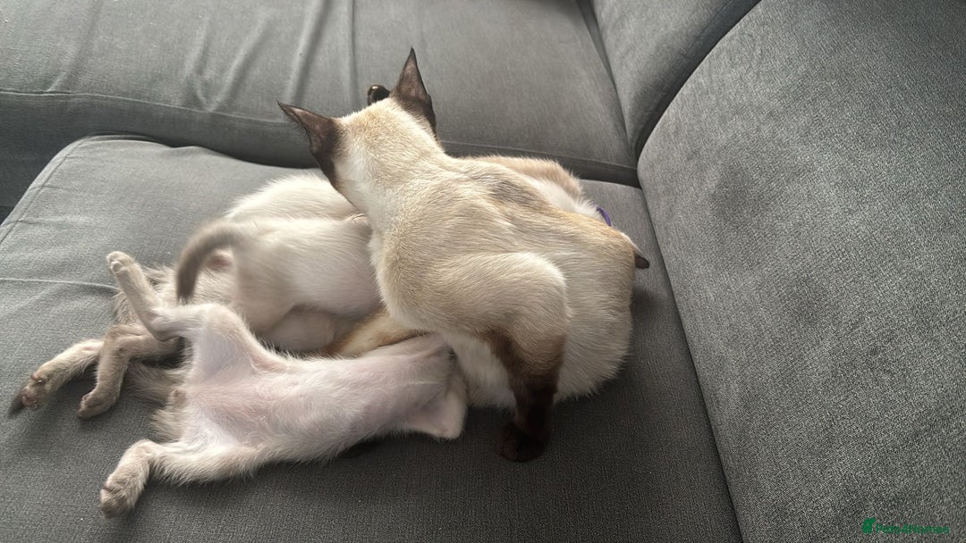 Siamese cats for sale: Your Heart Will Melt! Amazing Siamese Kittens! - Image 8