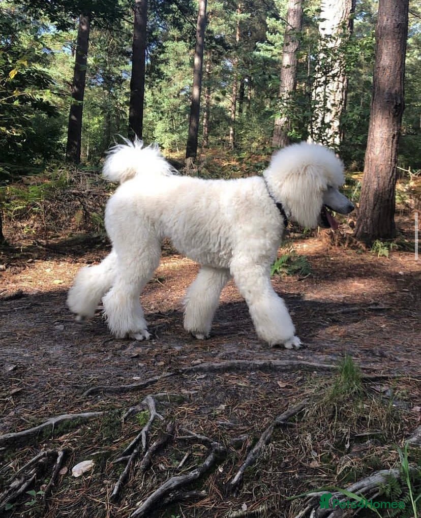 Standard Poodle dogs White standard poodle stud in Aldershot - Advert 3