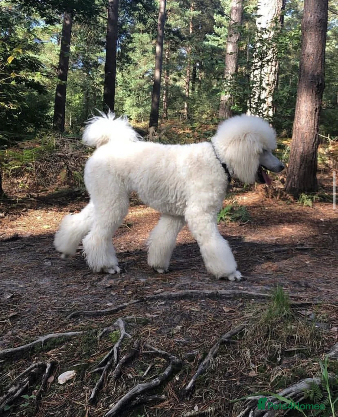 Standard Poodle dogs for stud: White standard poodle stud in Aldershot - Advert 1