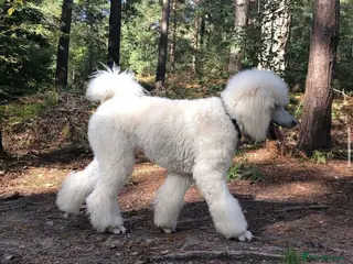 Standard Poodle dogs White standard poodle stud in Aldershot - Advert 2
