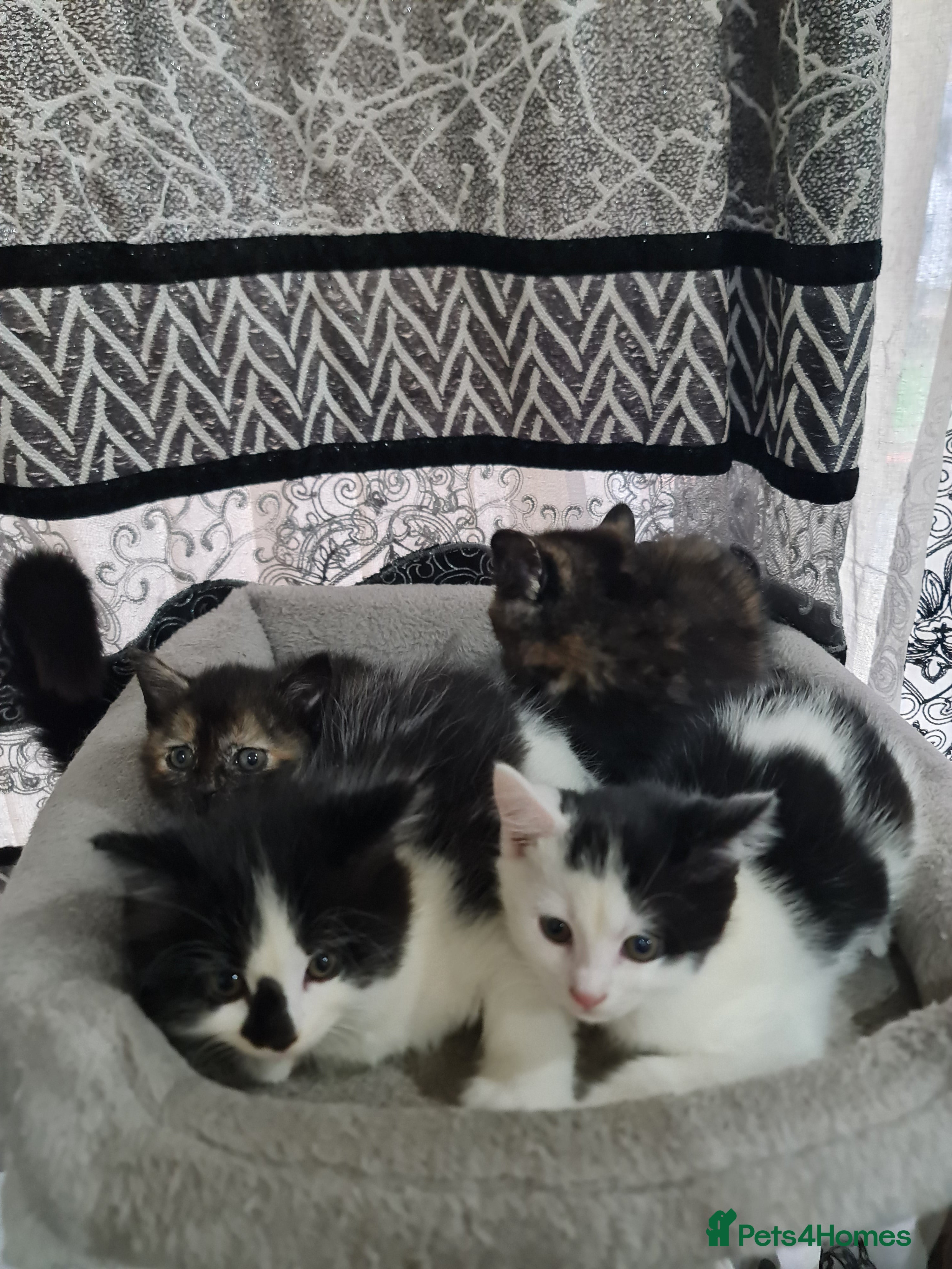 Mixed Breed cats 2 male kittens black&white - Advert 1