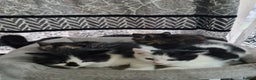 Mixed Breed cats for sale: 2 male kittens black&white - Advert 1