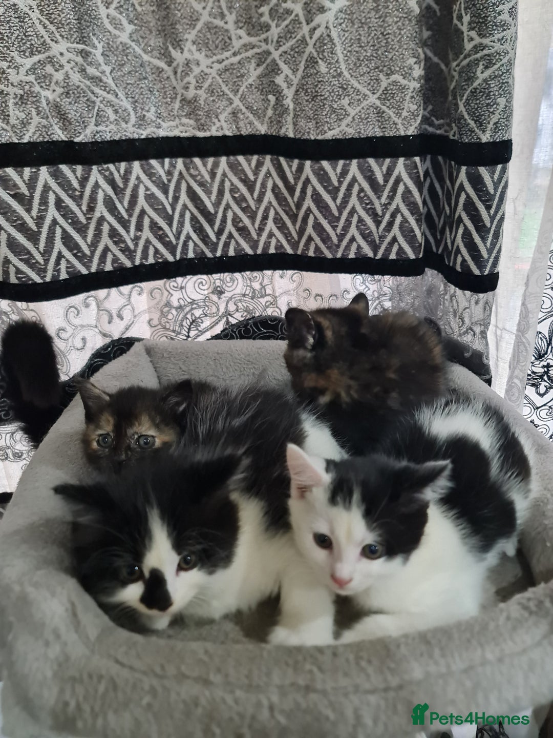 Mixed Breed cats for sale: 2 male kittens black&white - Advert 1