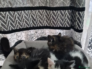 Mixed Breed cats 2 male kittens black&white - Advert 1