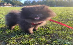 Pomeranian dogs for sale: Beautiful boy Pomeranian puppy 💙 - Image 10