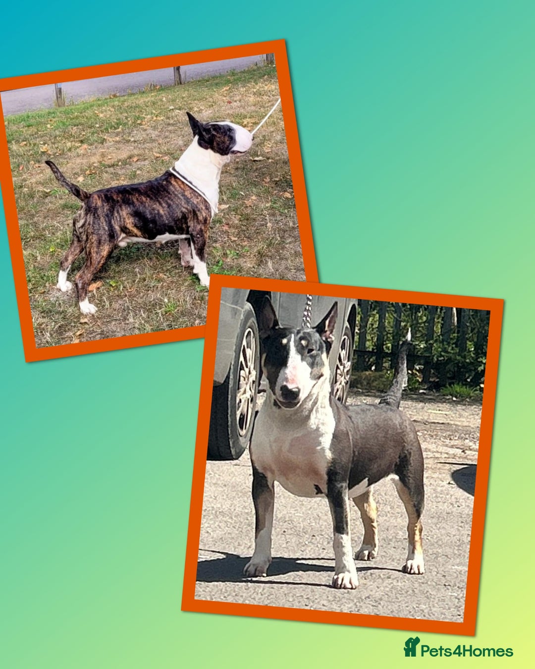 English Bull Terrier dogs for sale: Top Quality KC English Bull Terrier Puppies - Advert 13