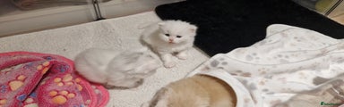 Persian Kitten 2