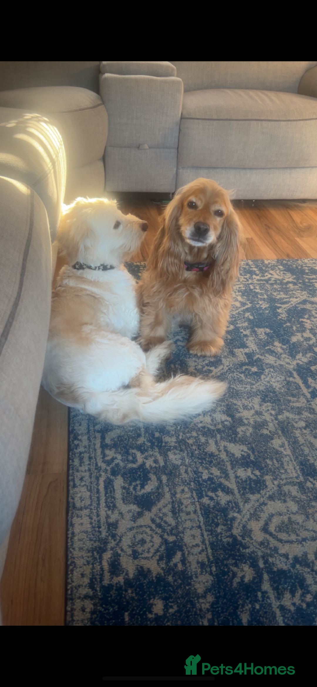 Cocker Spaniel dogs for sale: Cocker spaniel female  - Advert 3