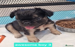 French Bulldog dogs for sale: KC registered Fluffy  French Bulldog READY TO GO! - Image 11