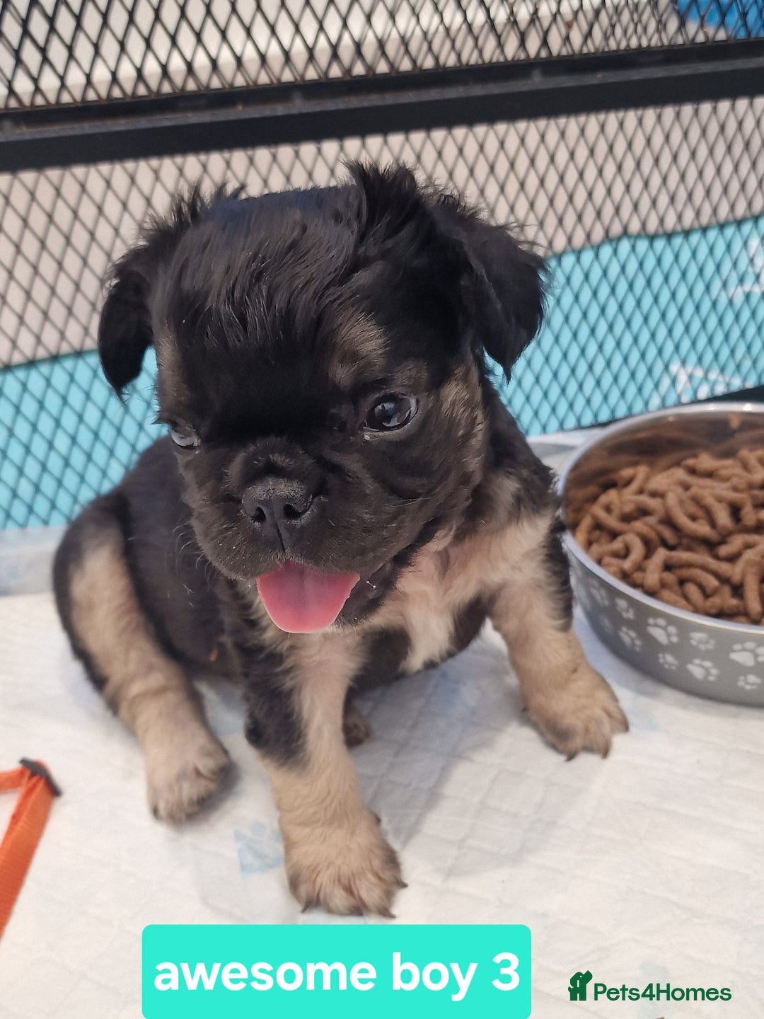 French Bulldog dogs for sale: KC registered Fluffy  French Bulldog READY TO GO! - Image 11
