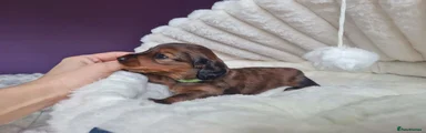 Miniature Dachshund Puppy 1