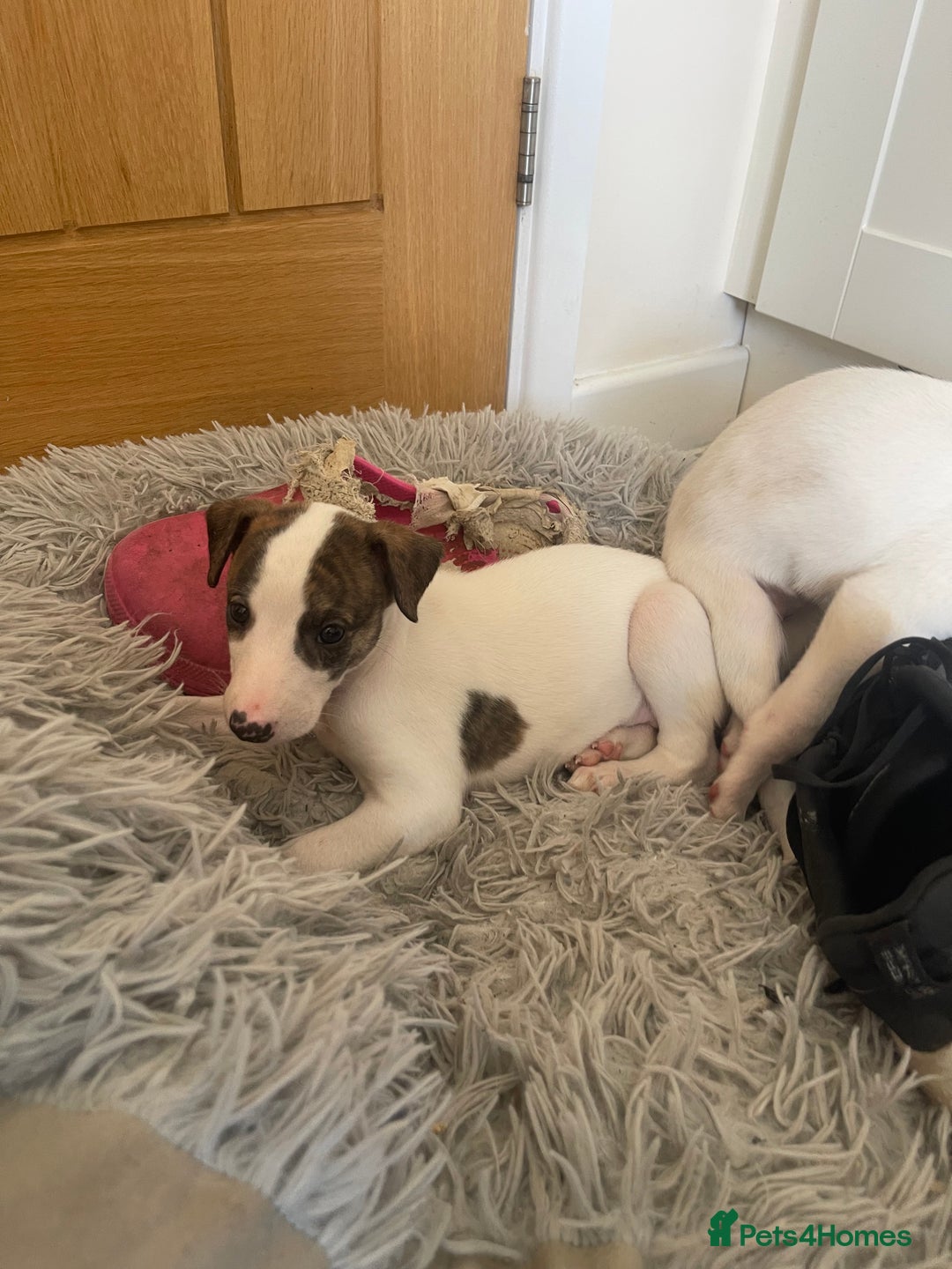 Mixed Breed dogs for sale: Lurcher puppies  - Image 9