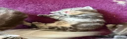 Maine Coon cats for sale: Gorgeous Maine Coon Kittens Ready Soon 🐾 - Advert 5