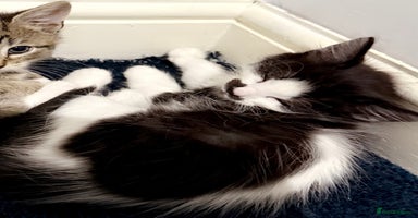 Mixed Breed cats - Advert 8