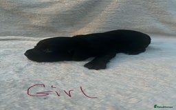 Cocker Spaniel dogs for sale: 9 beautiful cocker spaniel puppies - Image 1