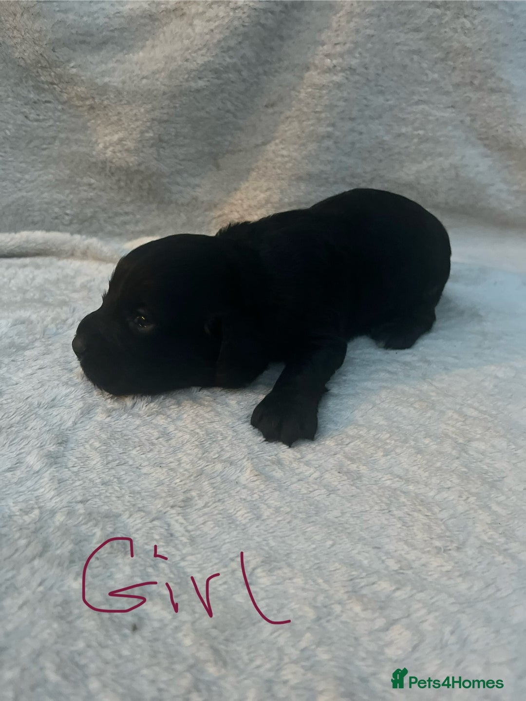 Cocker Spaniel dogs for sale: 9 beautiful cocker spaniel puppies - Image 1