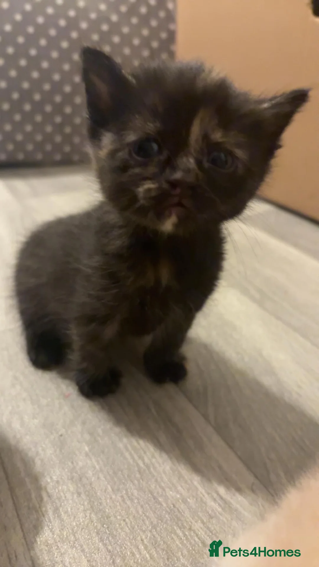 Mixed Breed cats for sale: Kittens  in Poole - Advert 2