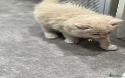Ragdoll cats for sale: Persian x Ragdoll kittens - Image 16