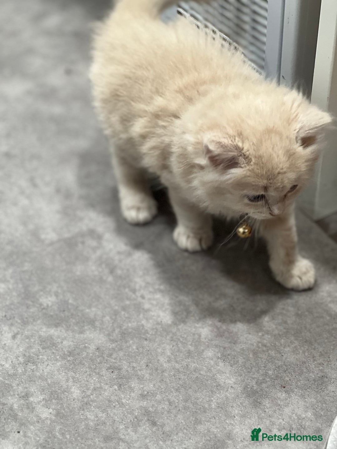 Ragdoll cats for sale: Persian x Ragdoll kittens - Image 16