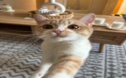 British Shorthair cats for sale: Beautiful Cream Bi Colour British Shorthair.  - Image 4