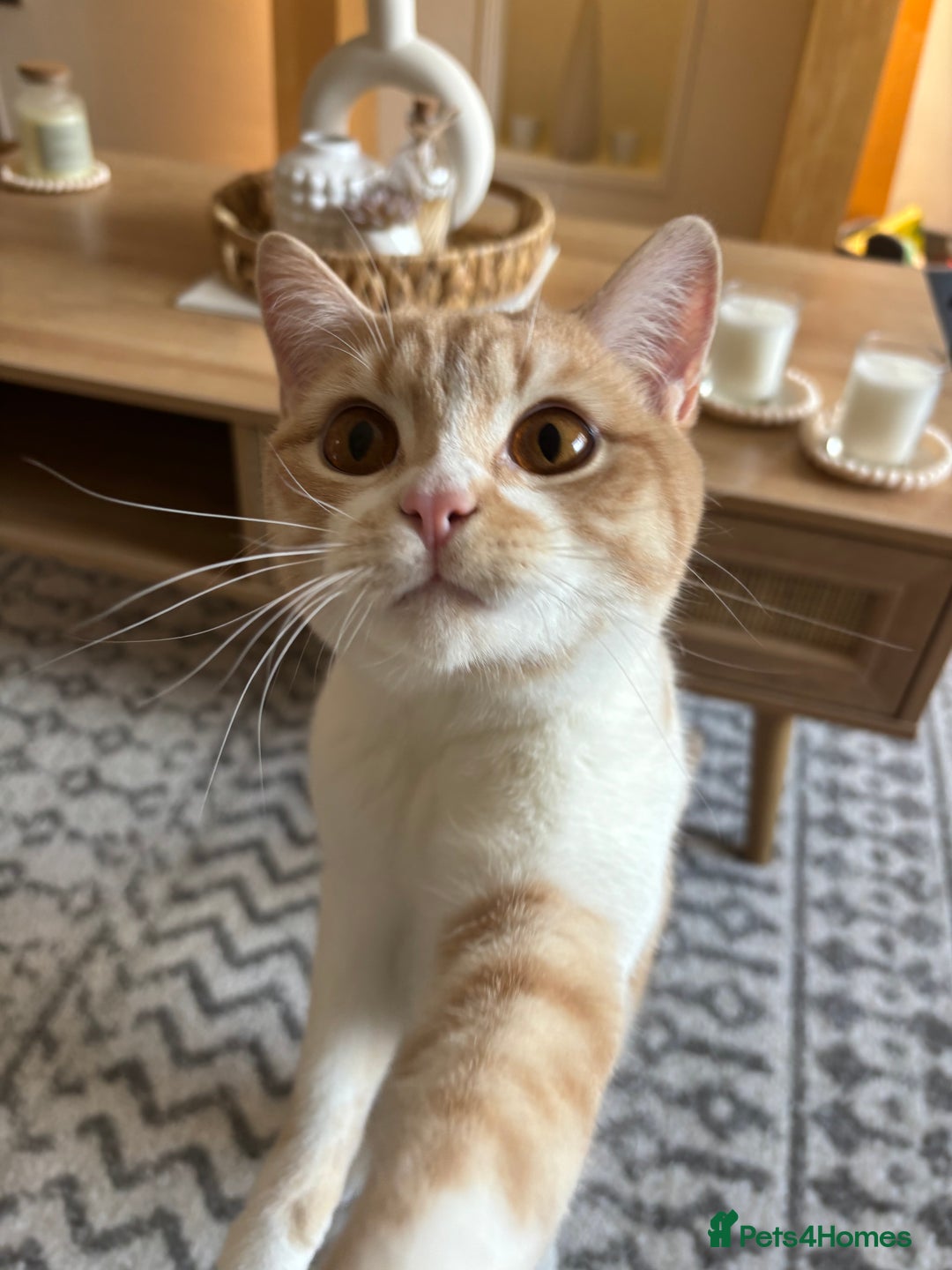 British Shorthair cats for sale: Beautiful Cream Bi Colour British Shorthair.  - Image 4