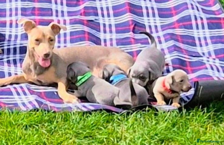 Jack Russell dogs Lilac & blue miniature much wenlock puppies  - Advert 2