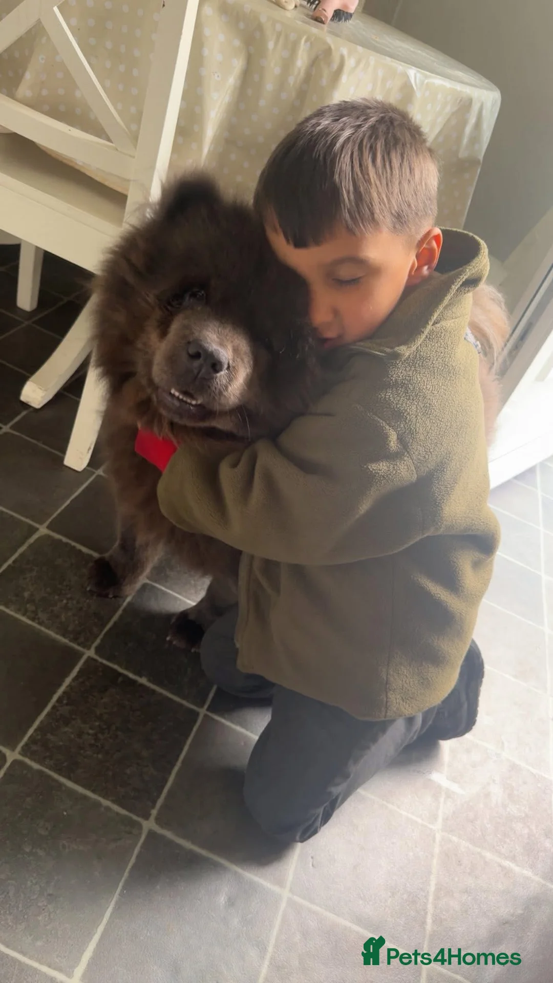 Chow Chow dogs for sale: BITCH CHOW CHOW. GREAT WITH KIDS 5 YEARS OLD.  in Bradford - Advert 3
